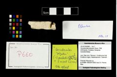 Foto (Objekt + Etikett) von Goniodromites polyodon (Reuss, 1858)  (NHMW-GEO-2014-0194-0660)